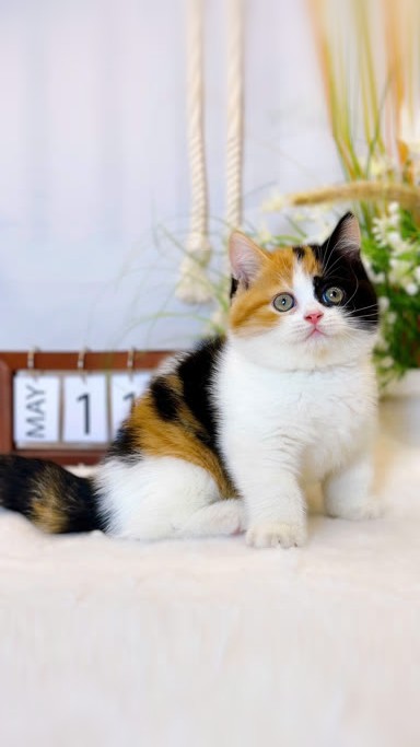Ảnh nhân vật Mèo tam thể